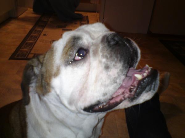Moj tyson (English Bulldog)